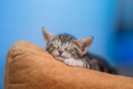 Gatito durmiendo en su primer noche en casa