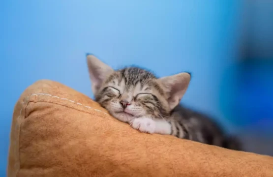 Gatito durmiendo en su primer noche en casa