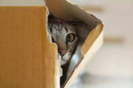 Gato escondido en caja carton