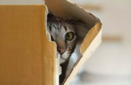 Gato escondido en caja carton