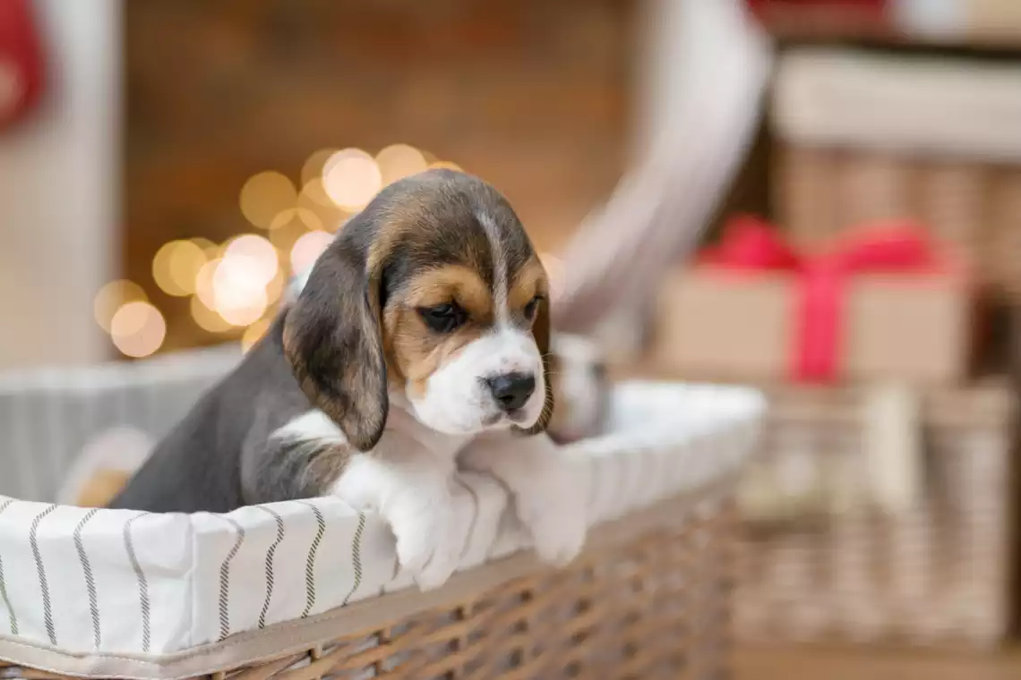 Perrito bebé en canasta