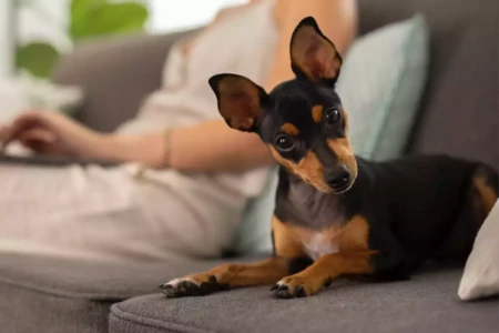 Perro en sofa atento a su nombre