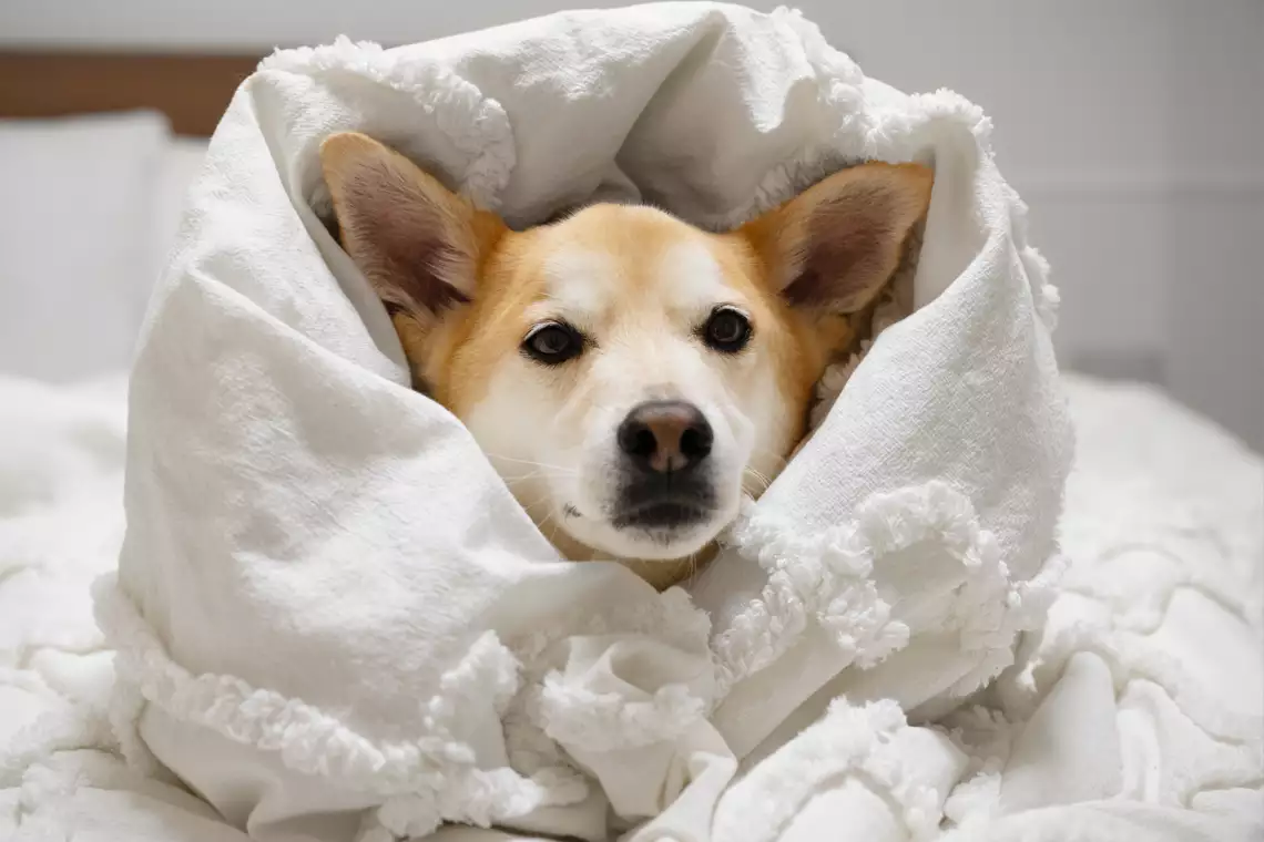 Perro shiba inu protegido del frio en cama